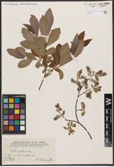 Salix aurita L. x Salix silesiaca Willd.